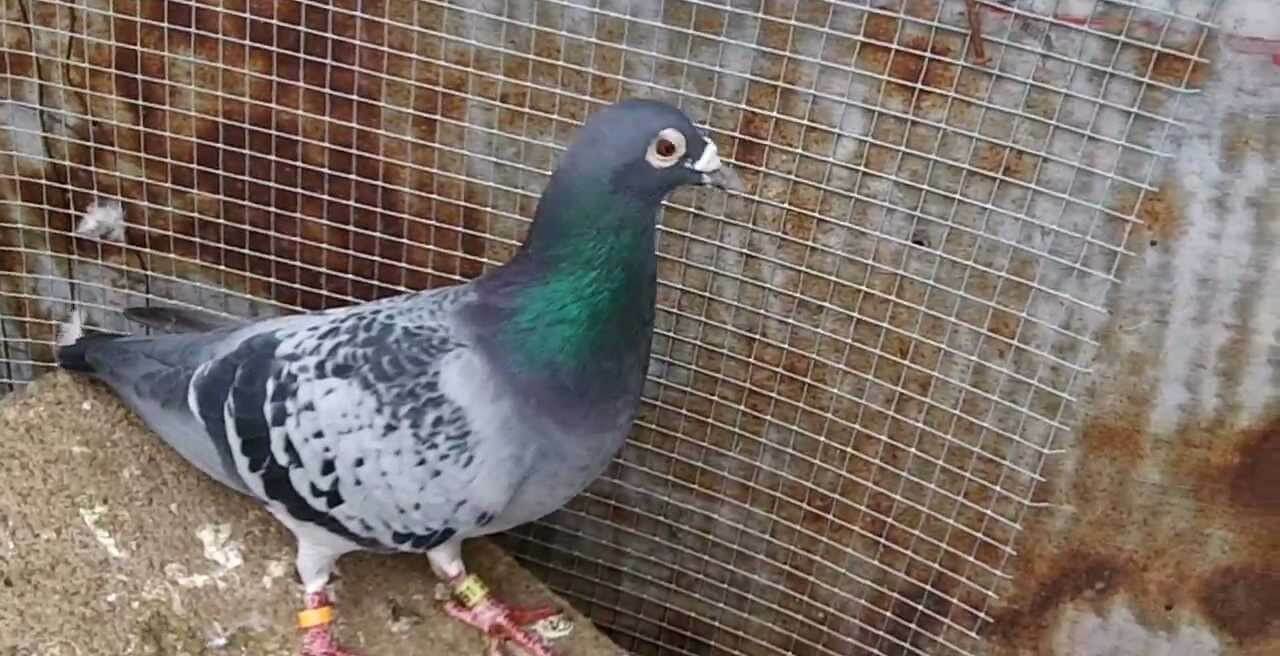 high quality pigeon feed